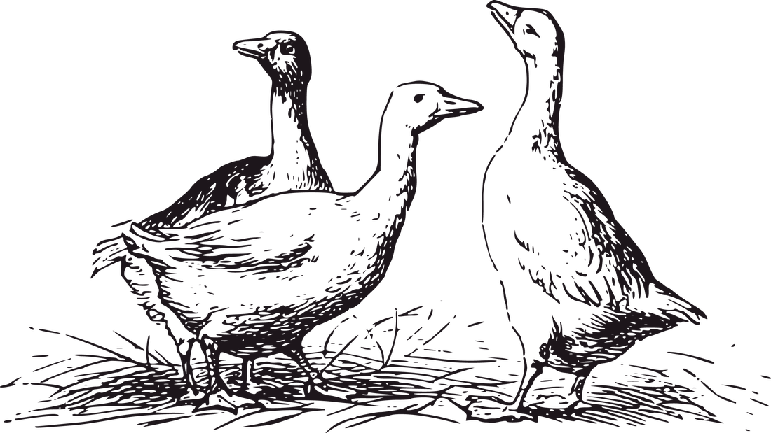 Gänse